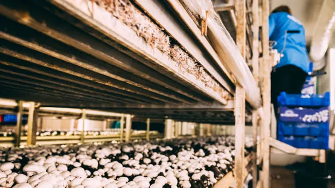Shelves of white button mushrooms in a commercial mushroom farm, with a worker in the background.