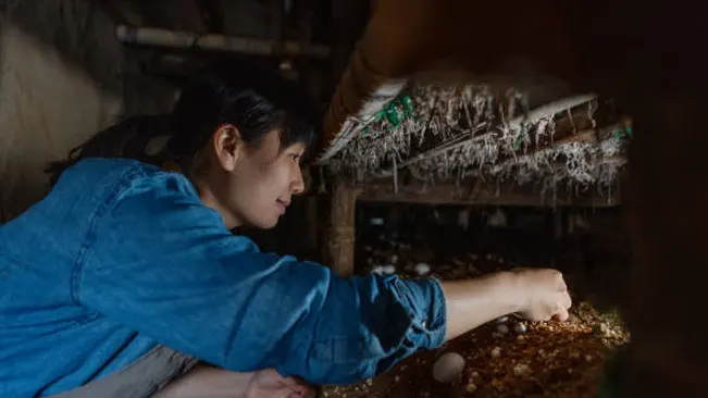 A person carefully checking mushrooms during the pinning stage at an indoor mushroom farm.