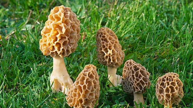 Morels with their distinctive honeycomb-like caps growing in grass.