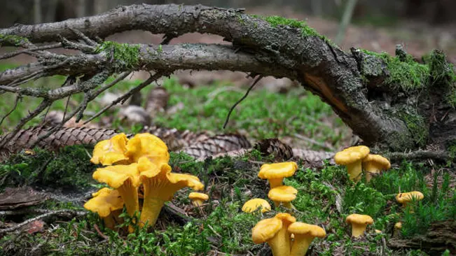 Bright yellow chanterelle mushrooms growing at the base of a fallen tree.