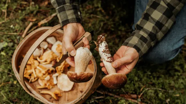 A person's hands holding two porcini mushrooms with a basket full in the background.