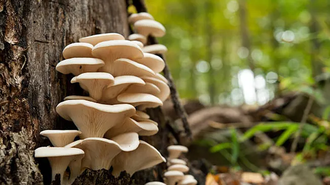 Oyster mushrooms growing in tiered clusters on a tree trunk.