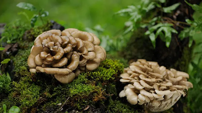 Hen of the Woods mushrooms with ruffled edges growing on a mossy log.