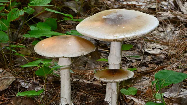 Death Cap mushrooms with white caps and stems, surrounded by leaf litter in a forest.