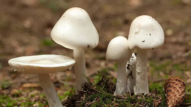 Destroying Angel mushrooms featuring pure white caps and stems in a woodland setting.