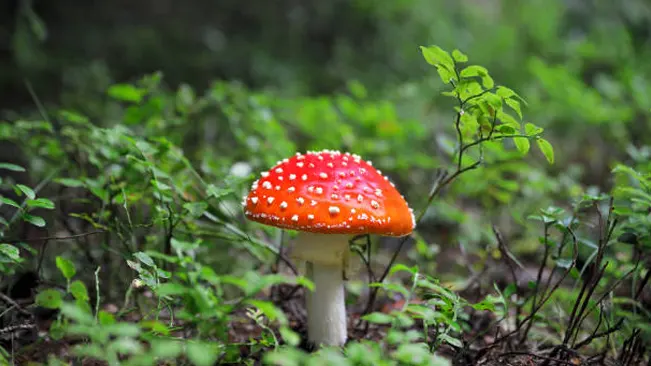 Iconic Fly Agaric mushroom with a red cap and white spots in a natural forest habitat.