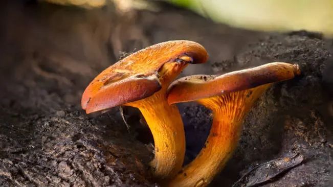 Vibrant orange Jack O'Lantern mushrooms on a forest floor, displaying their gilled undersides.