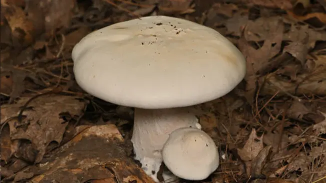 A close-up view of a white wild mushroom cap with a smooth surface, emphasizing details for cap inspection.