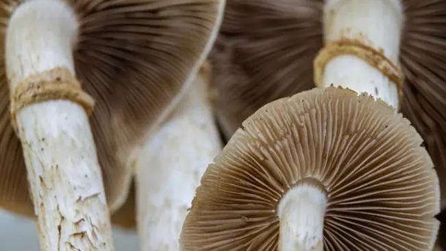  Underside of mushrooms showing brown gills for gill examination, highlighting their density and attachment to the stem.