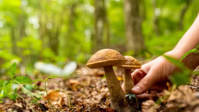 A hand gently touching the stem of a brown wild mushroom in a natural forest setting, showcasing stem characteristics.