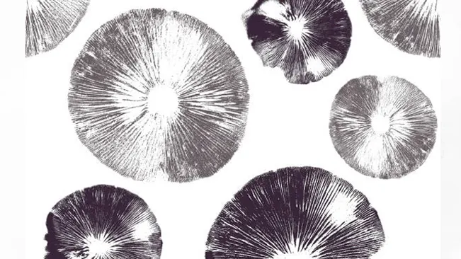  Spore print of mushrooms, displaying the pattern and color of spores for identification purposes.