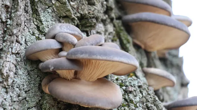 A cluster of grey mushrooms with gilled undersides growing on the side of a tree, illustrating natural habitat.