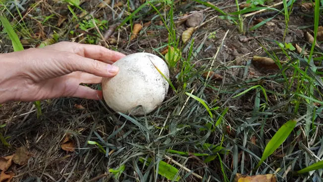 A hand holding a large, round Giant Puffball mushroom in a grassy field.