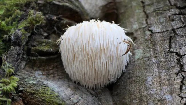 Lion's Mane mushroom with white, cascading icicle-like spines on a tree.