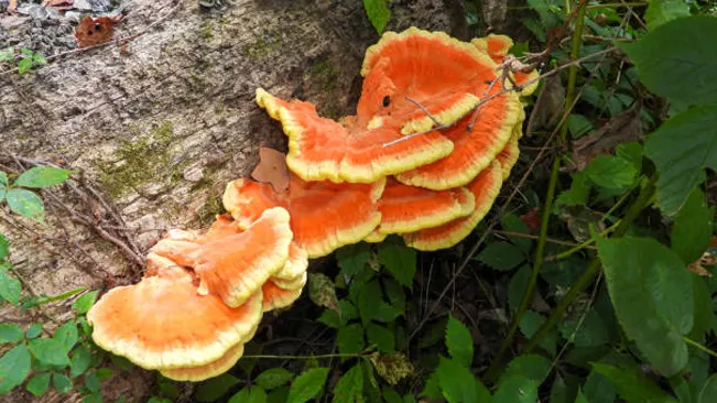  Bright orange Chicken of the Woods mushrooms on the side of a tree.