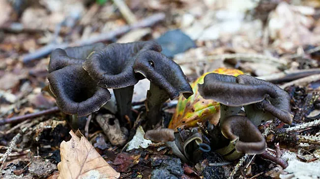 Black trumpet mushrooms emerging from the leaf-strewn forest floor.
