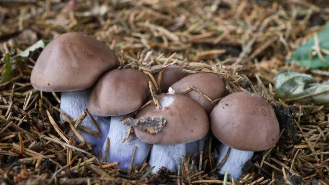 Wood Blewit mushrooms with lilac-colored caps and stems, nestled in straw-covered ground.