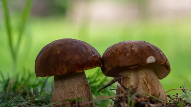 Two King Bolete mushrooms with stout stems and brown caps in a forest setting.