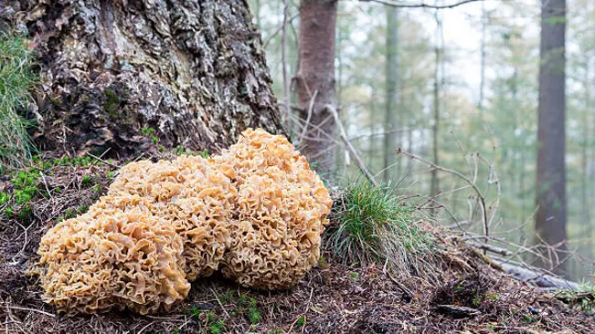 A large, frilly Cauliflower Mushroom growing at the base of a tree in a forest.