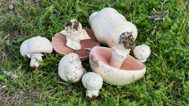 Several Field Mushrooms with white caps, some overturned to show pink gills, scattered on green grass.