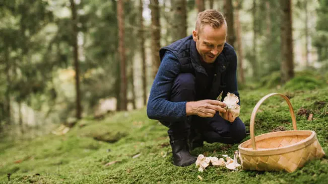 A forager examining a wild mushroom near a wicker basket in a lush forest, indicative of edible mushroom foraging.