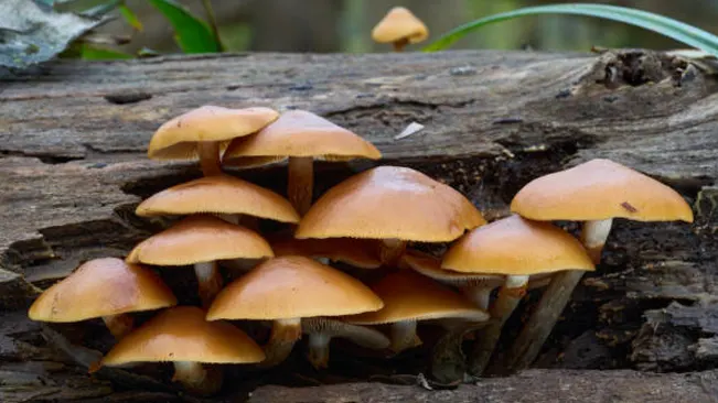 A group of small, brown Deadly Galerina mushrooms on a decomposing log.