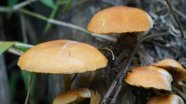 Autumn Skullcap mushrooms with brown caps, growing among leaf debris.