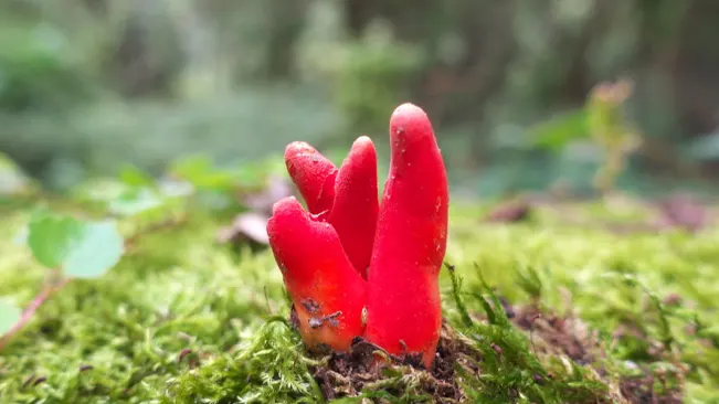 Red, coral-like Podostroma mushrooms growing on mossy ground in the forest.