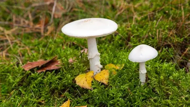 Two white Fool's Mushrooms with flat caps growing in moss, resembling edible species.
