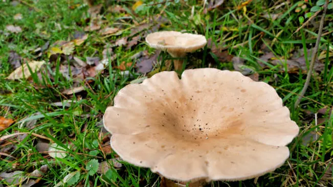 An Ivory Funnel mushroom with a broad, pale cap, growing in grass.