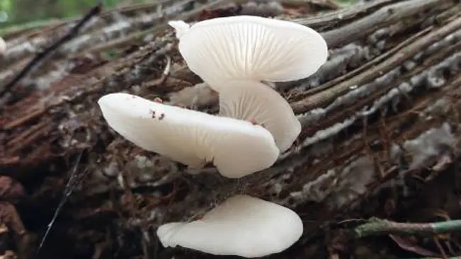 Delicate white Angel Wings mushrooms growing on dark forest debris.