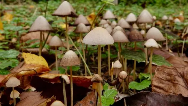  A group of small, brown-capped Conocybe filaris mushrooms emerging among leaf litter.