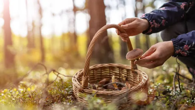 A person placing a wild mushroom into a wicker basket in a forest.