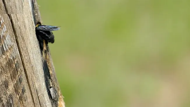 A carpenter bee on weathered wood.