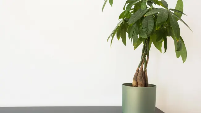 How to Care for a Money Tree