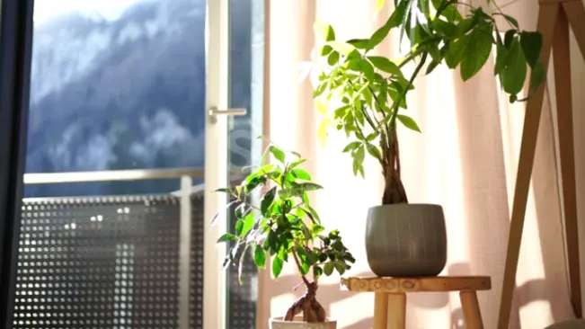 Two Money Trees on a wooden stand by a sunny window with curtains, showcasing the importance of proper lighting for plant health