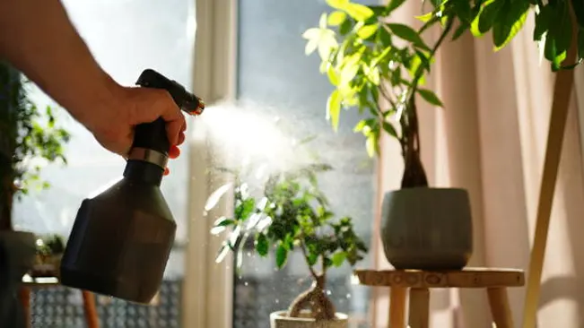 A person misting a Money Tree with a spray bottle, illustrating proper watering techniques for indoor plants.