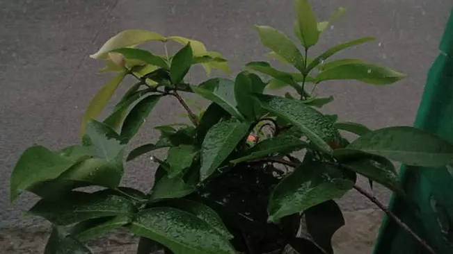 A Money Tree with damp leaves, indicating high humidity levels, ideal for this tropical plant's growth.