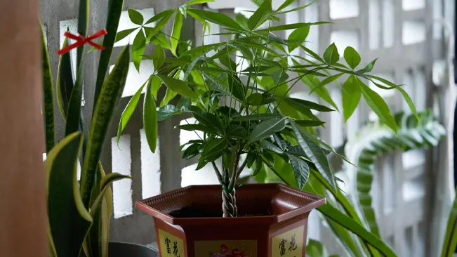 A Money Tree in a decorative pot placed indoors by a window, showcasing the need for proper temperature and light for plant health
