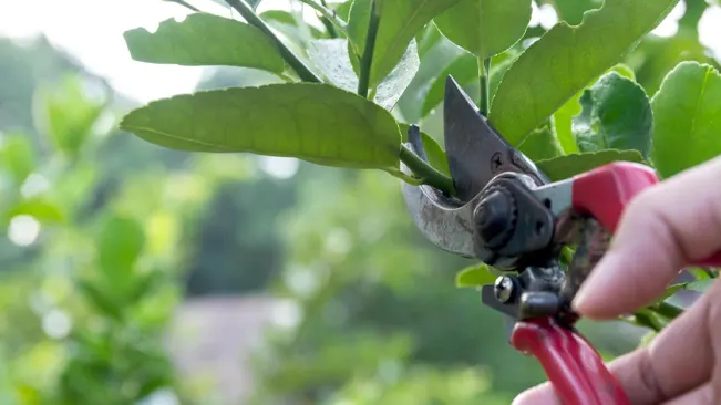 Close-up of pruning shears trimming a Money Tree, highlighting the importance of regular plant care.