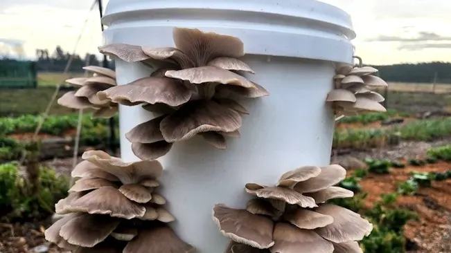 Bucket Farming: Efficient Mushroom Cultivation at Home