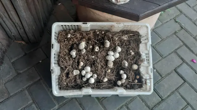 Box Gardening: Compact Mushroom Cultivation Technique