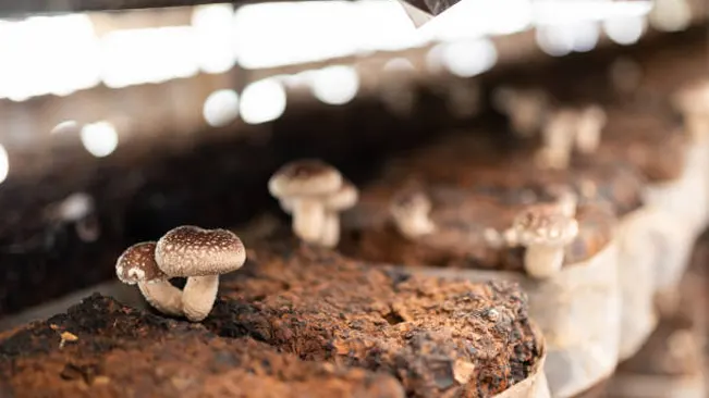 How to Grow Mushrooms at Home: Comprehensive Indoor Farming Techniques