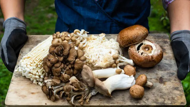Top 7 Popular Mushrooms to Grow