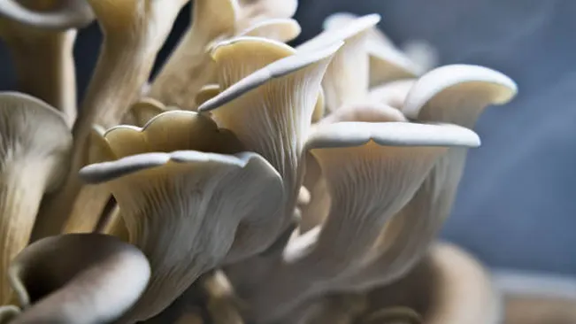 Close-up of oyster mushrooms with detailed gills, highlighting the texture and growth pattern