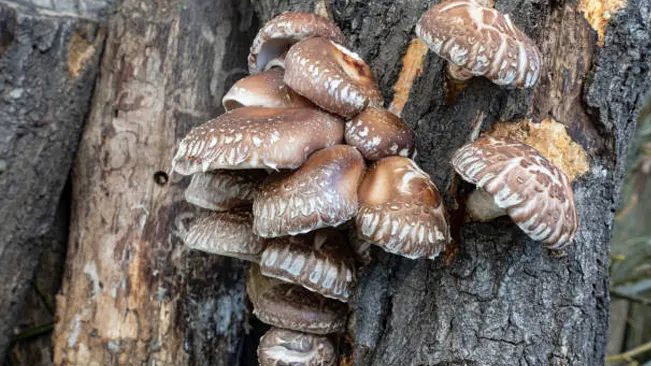 Shiitake mushrooms growing on a tree trunk, showcasing their distinctive brown caps and white edges.