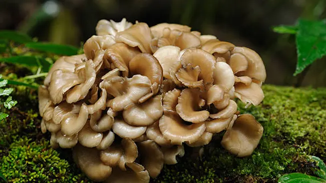 Maitake mushrooms with ruffled brown caps growing on a moss-covered log.