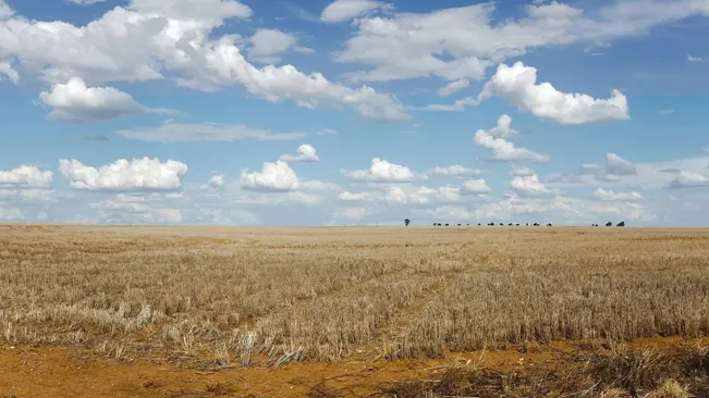 A dry, barren wheat field under a cloudy sky, indicative of drought conditions that can exacerbate wildfire spread.