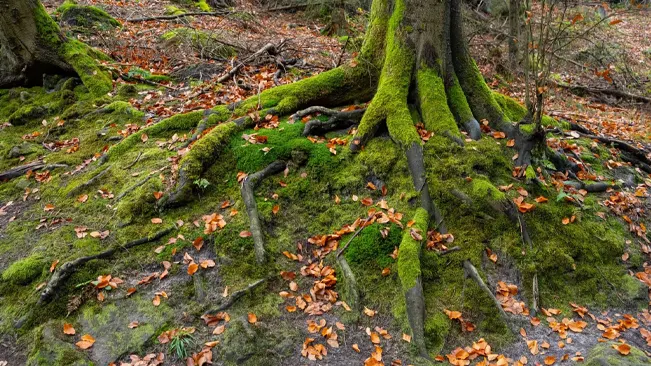 Tree roots covered in green moss with fallen dry leaves, depicting a forest scene that could be prone to wildfire in conditions of low humidity.