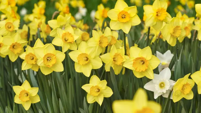 A field of yellow and white daffodils. Daffodils are a symbol of spring and new beginnings.